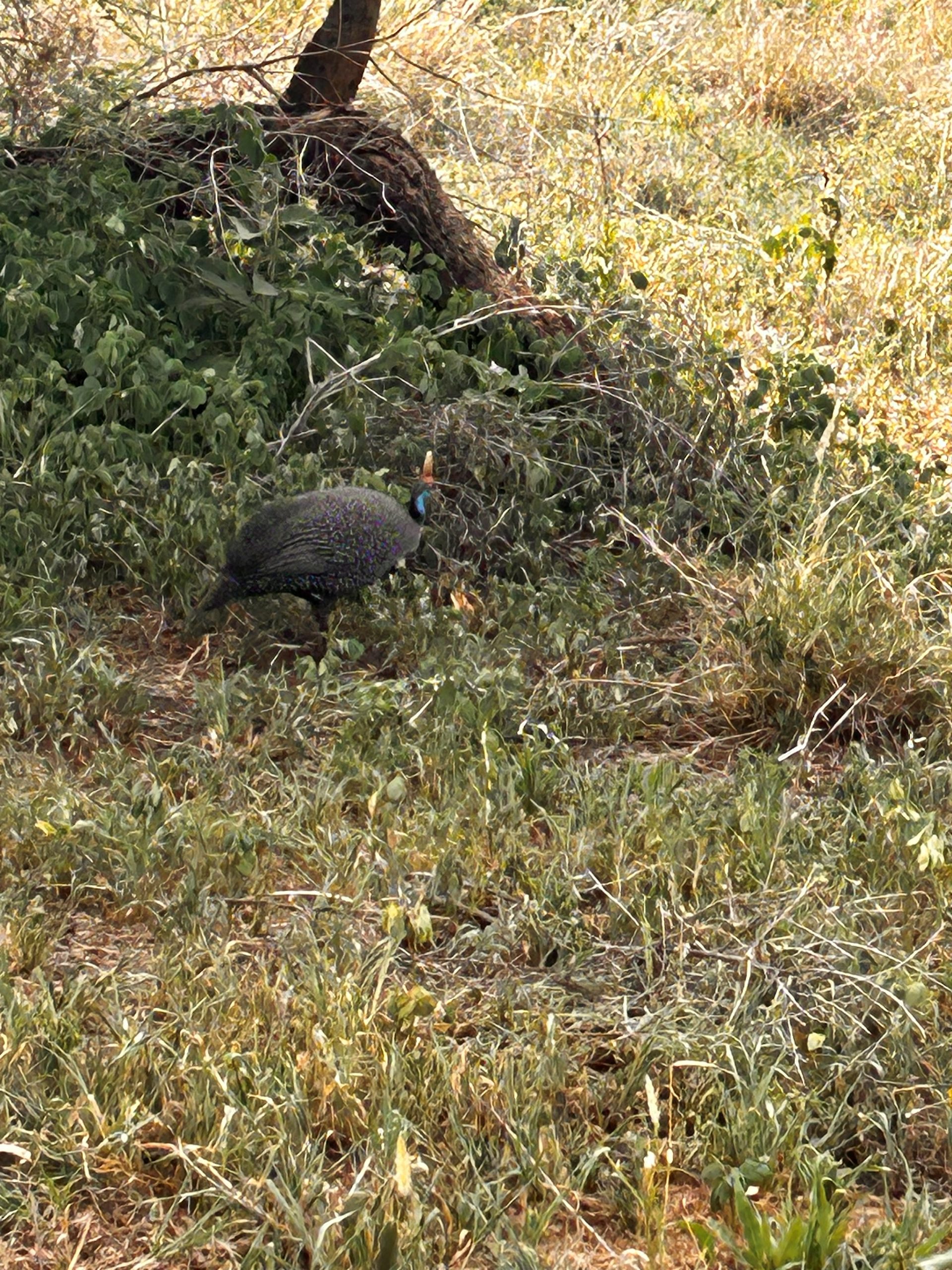 Helmeted guinea fowl pecking through the Tarangire undergrowth